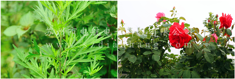 1654505308.jpg 放艾草2.jpg